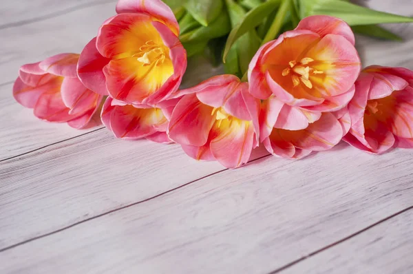 Spring Flowers Tulips Close Light Wooden Background Beginning Spring High — Stock Photo, Image
