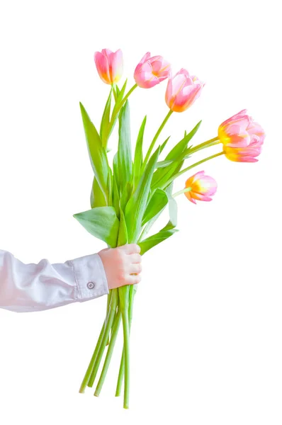 Boys Hand Holds Bouquet Tulips Isolated White Background High Quality — Stock Photo, Image