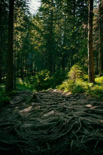 Dağların Yamaçlarında Sık Bir Orman Ağaç Kökleri Turizm Yaz Mevsimleriyle — Stok fotoğraf