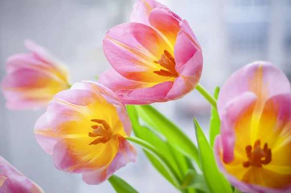 Spring Tulip Flowers Bouquet Blurred Background Greeting Card High Quality — Stock Photo, Image
