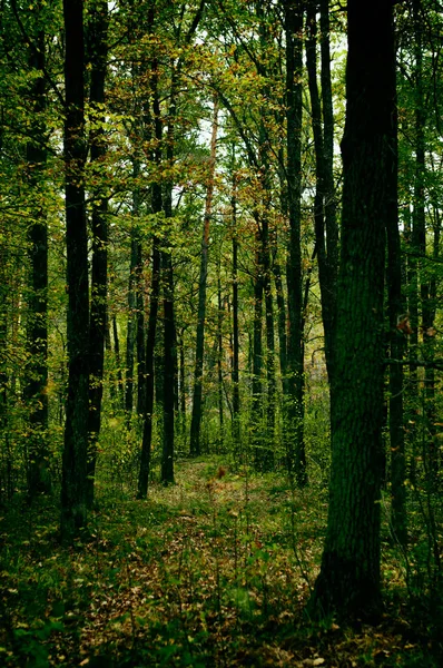 Día Bosque Árboles Con Hojas Verdes Día Soleado Protección Naturaleza — Foto de Stock