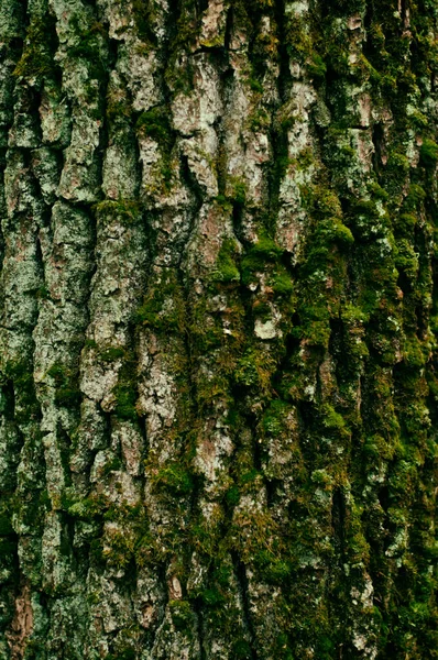 Πράσινα Βρύα Στο Φλοιό Ενός Δέντρου Πάρκο Φύση Υφή Φόντο — Φωτογραφία Αρχείου