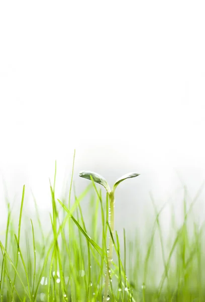young sprout with leaves alone among green grass, growing crops. High quality photo