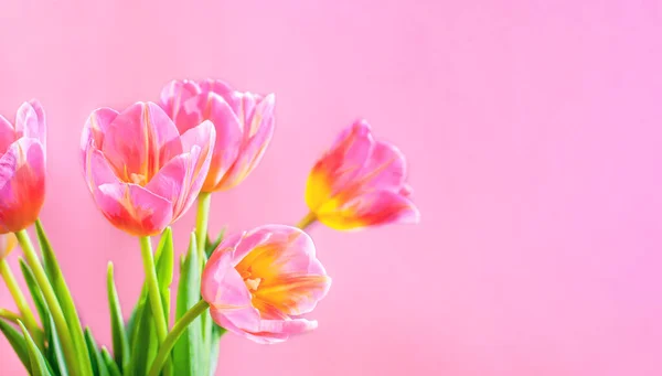 Spring Bouquet Tulips Pink Background Mothers Day Beginning Spring High — Stock Photo, Image
