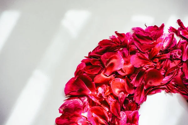 太陽の光の中で白い背景に牡丹の花びらの創造的な最小限の配置 香水の概念 コピースペース付きのフラットスタッキング 高品質の写真 — ストック写真
