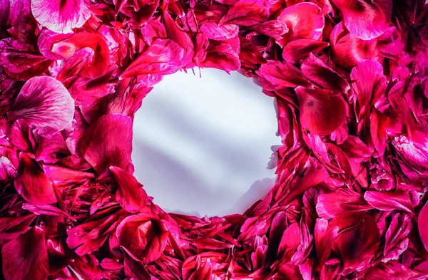 Rahmen Aus Rosafarbenen Pfingstrosenblütenblättern Form Eines Kreises Auf Weißem Hintergrund — Stockfoto