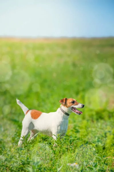 若いキツネのテリア犬が緑の牧草地を歩いている 高品質の写真 — ストック写真