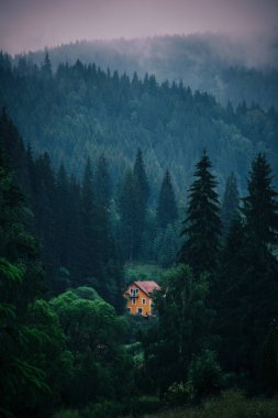 Dağlarda sisli bir sabah, beyaz bir sis içinde kozalaklı bir ormanın tepeleri, daha parlak bir gelecek için umut kavramı. Yüksek kalite fotoğraf