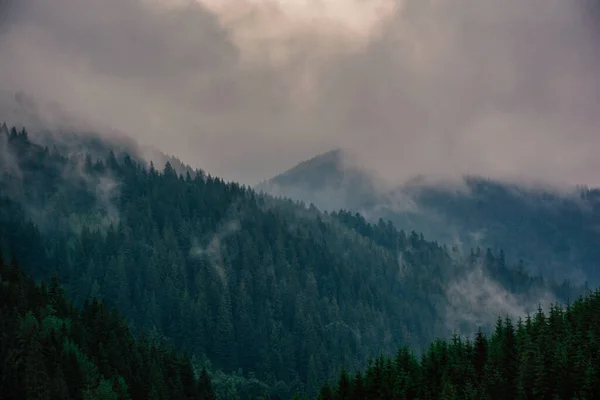 霧の山針葉樹林のピークをカバーし 謎の概念 高品質の写真 — ストック写真