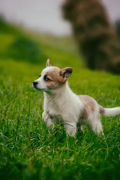 Pequeno Filhote Cachorro Com Olhos Azuis Andando Grama Verde Foto — Fotografia de Stock