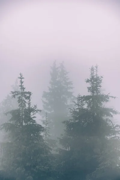 Ялина Білому Тумані Високо Горах Високоякісна Фотографія — стокове фото