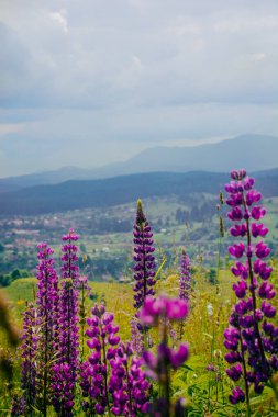 Lupinler, yaz leylağı çiçekleri, yüksek dağlarda ön planda, seçici bir odak noktası. Yürüyüş, seyahat, yürüyüş. Yüksek kalite fotoğraf