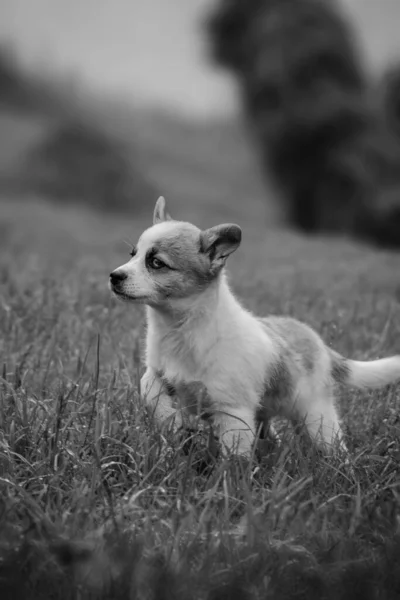 子犬の丘の中腹に草の上を歩くと 黒と白の写真 高品質の写真 — ストック写真