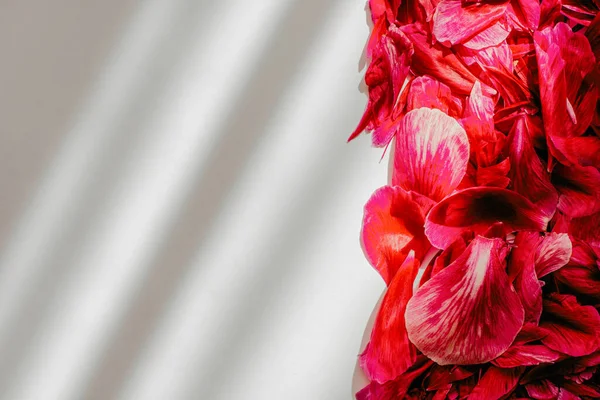 Rosa Pfingstrosenblütenblätter Auf Weißem Hintergrund Mit Diagonalem Sonnenlicht Hochwertiges Foto — Stockfoto
