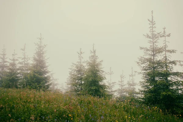 Νεαρά Έλατα Στην Ομίχλη Στην Κορυφή Του Βουνού Πεζοπορία Πεζοπορία — Φωτογραφία Αρχείου