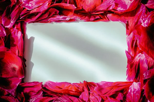 Rahmen Aus Rosa Pfingstrosenblütenblättern Beleuchtet Von Lichtstrahlen Hochwertiges Foto — Stockfoto