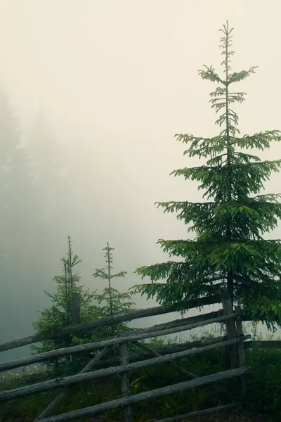Foggy Matin Sommet Une Colline Dans Les Montagnes Photo Verticale — Photo