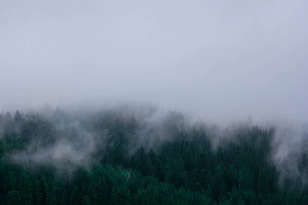 Arbres Noël Dans Brouillard Dans Les Montagnes Photo Haute Qualité — Photo