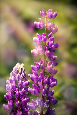 Bulanık bir arka planda, buğulu bir bitkide, güneşteki lupin çiçekleri. Yüksek kalite fotoğraf