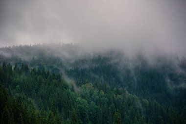Sisli manzara, yoğun ladin ormanı retro stili, kopyalama alanı. Yüksek kalite fotoğraf