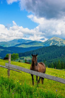 Genç aygır otlakta, güzel dağların arka planında. Yüksek kalite fotoğraf