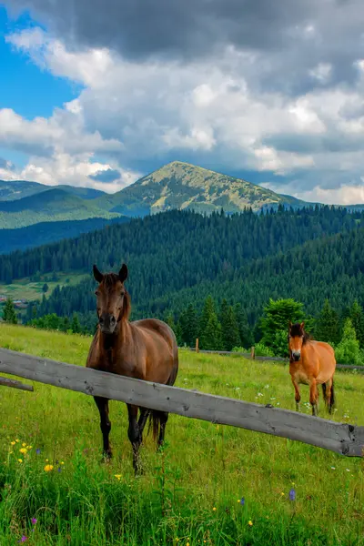 Een Paar Paarden Portret Van Dieren Zomer Een Weiland Ecotoerisme Stockfoto