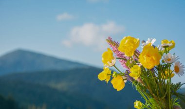 Dağlardan toplanmış bir buket yabani çiçek, yaz güneşli bir gün, kopyalama alanı. Yüksek kalite fotoğraf