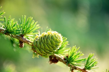 Young green cone on spruce tree branch, spring, blurred background, copy space. High quality photo clipart