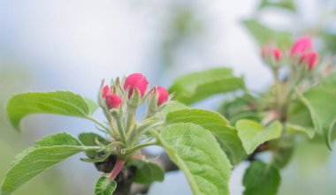 Tomurcukları, yeşil yaprakları, seçici odağı ve kopyalama alanı olan çiçek açan bir elma dalı. Yüksek kalite fotoğraf