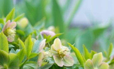 Bahar arkaplanı, çiçek açan çalı yeşil renkli ve metin için yeri olan. Yüksek kalite fotoğraf