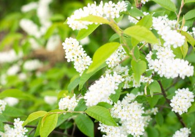 Bahar güneşli gününde çiçek açan kiraz ağacı, seçici bir odak noktası. Yüksek kalite fotoğraf