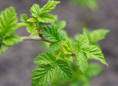 Baharda taze yeşil yapraklı ahududu dalı, seçici bir odak noktası. Yüksek kalite fotoğraf