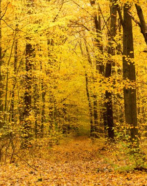 Sonbaharda yaprakları dökülen sarı ormanda sonbahar. Yüksek kalite fotoğraf