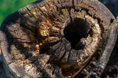 Eski bir ağacın içi boş gövdesi, yıllanmış bir ağacın dokusu. Yüksek kalite fotoğraf