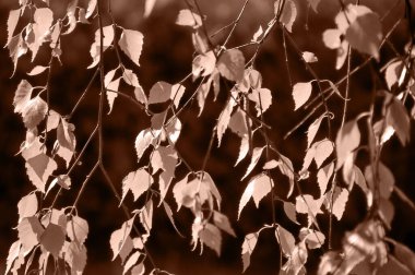 Natural background of birch leaves in the color of the year 2025 Mocha Mousse. Abstract monochrome. High quality photo clipart