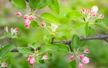 Elma çiçeği, elma dallarında pembe tomurcuklar, bahar arkaplanı. Yüksek kalite fotoğraf