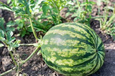 Karpuz, bir tarım tarlasında yetişir, yaz, mevsim. Yüksek kalite fotoğraf
