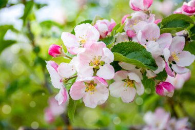 Bahar çiçekleri, narin pembe elma çiçekleri ağaç dalında, bahar. Yüksek kalite fotoğraf