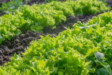 Bahçedeki yataklarda yeşil marul yetişiyor, hasat, düzgün beslenme kavramı. Yüksek kalite fotoğraf