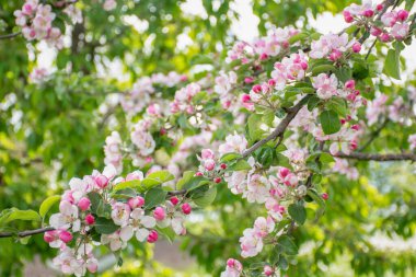 Bir elma ağacının yemyeşil bir baharın arka planında çiçek açması. Seçici odaklanma. Yüksek kalite fotoğraf