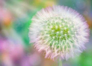 Soyut arka planda tohumları olan karahindiba kafası. Yüksek kalite fotoğraf