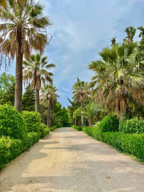 Palmiye ağaçları ve mavi gökyüzünün altında yeşil çalılar olan resim gibi bir sokak. Tatil, tatil. Yüksek kalite fotoğraf
