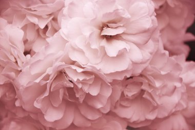 Floribunda roses in soft focus for background or wallpaper. Aesthetic nature in delightful springtime.