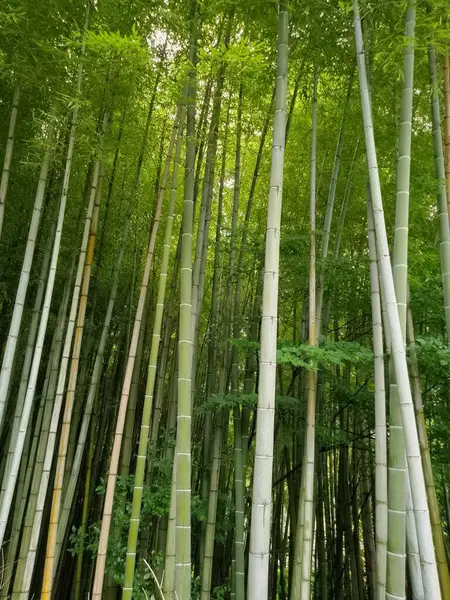 Japonya 'daki Bambu Ormanı