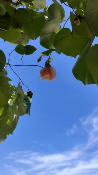 Σταθερή Λαβή Ροζ Λουλούδι Και Δέντρο Φύλλα Μέλισσες Κατά Clear — Αρχείο Βίντεο