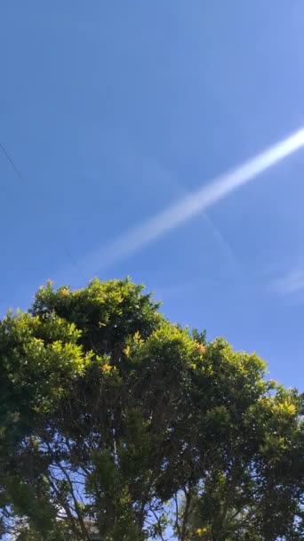 Mano Firme Hojas Oscilantes Con Rayos Sol Matutinos Contra Cielo — Vídeos de Stock