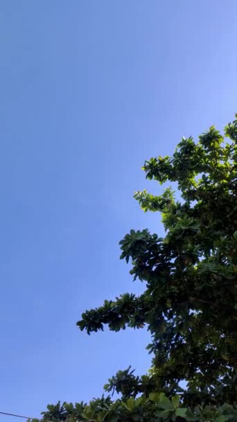 Σταθερή Λαβή Ταλαντευόμενα Φύλλα Δέντρων Ενάντια Στο Σαφές Μπλε Φόντο — Αρχείο Βίντεο