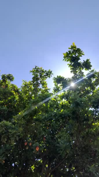 Σταθερή Λαβή Ταλαντεύεται Φύλλα Ακτίνες Του Ήλιου Πρωί Κατά Clear — Αρχείο Βίντεο