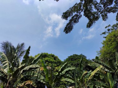 Bereketli Tropikal Ağaçlar Parlak, Mavi Gökyüzüne Karşı