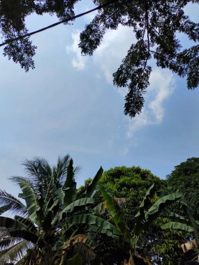Bereketli Tropikal Ağaçlar Parlak, Mavi Gökyüzüne Karşı